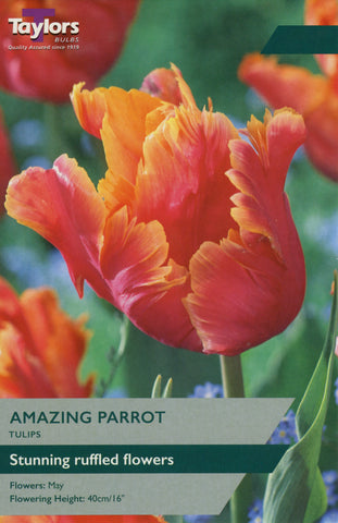 Taylors Taylors Tulips Taylors Bulbs Tulip Amazing Parrot 6 pack
