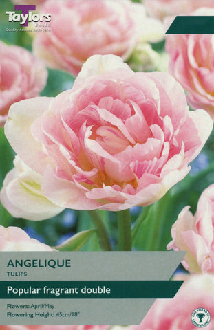 Taylors Taylors Tulips Taylors Bulbs Tulip Angelique 5 pack