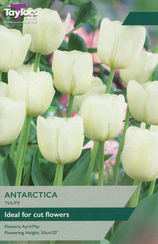 Taylors Flower Bulbs Taylors Bulbs Tulip Antarctica 7 pack