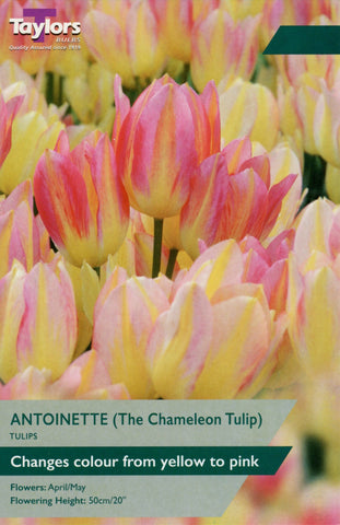 Taylors Taylors Tulips Taylors Bulbs Tulip Antoinette 9 pack
