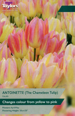 Taylors Taylors Tulips Taylors Bulbs Tulip Antoinette 9 pack
