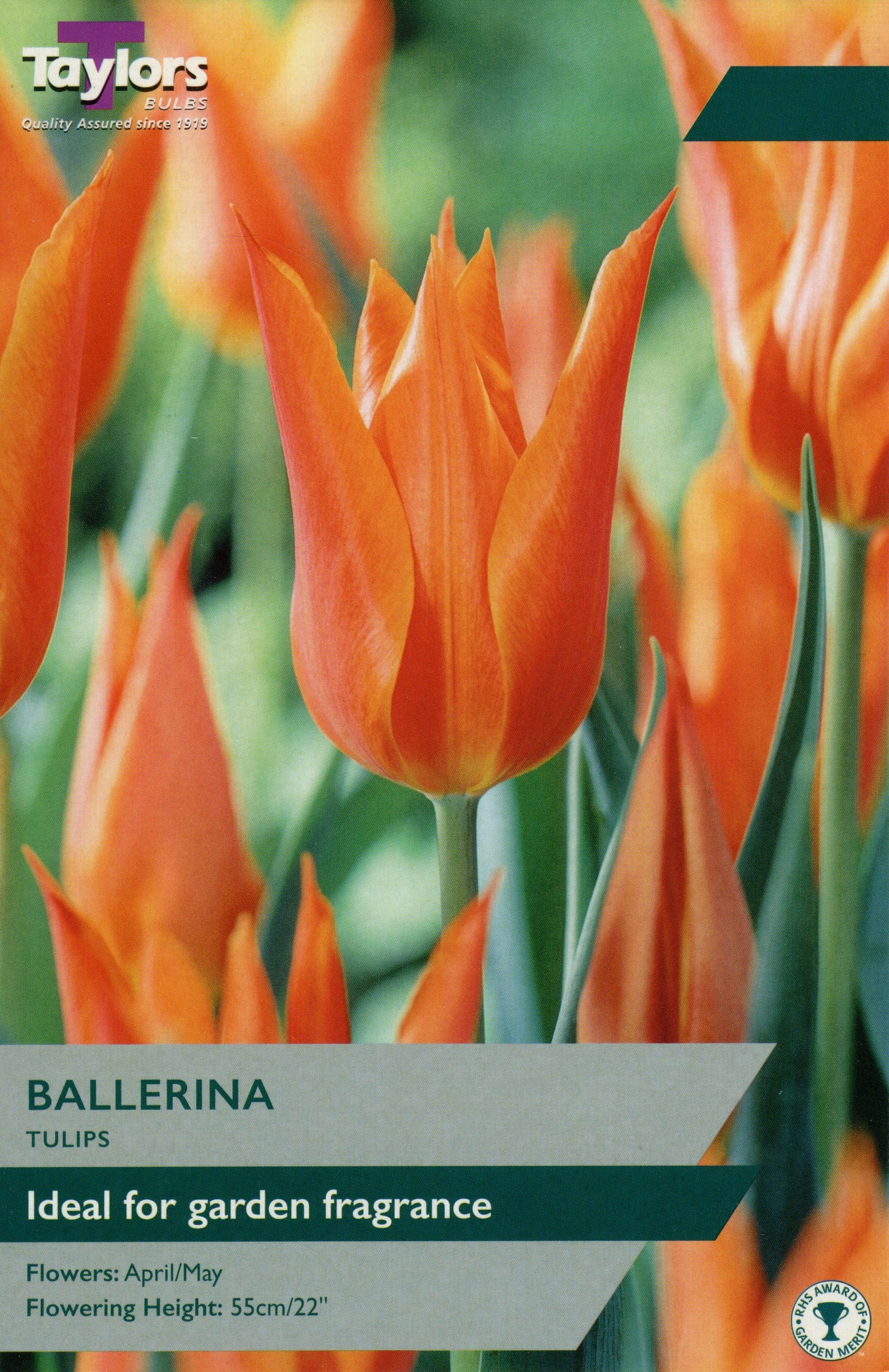 Taylors Taylors Tulips Taylors Bulbs Tulip Ballerina 6 pack