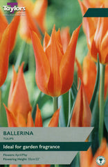 Taylors Taylors Tulips Taylors Bulbs Tulip Ballerina 6 pack