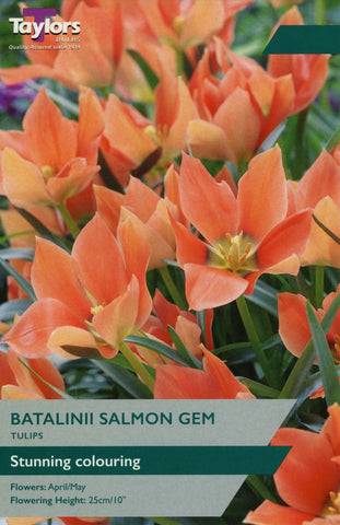Taylors Taylors Tulips Taylors Bulbs Tulip Batalinii Salmon Gem 5 pack