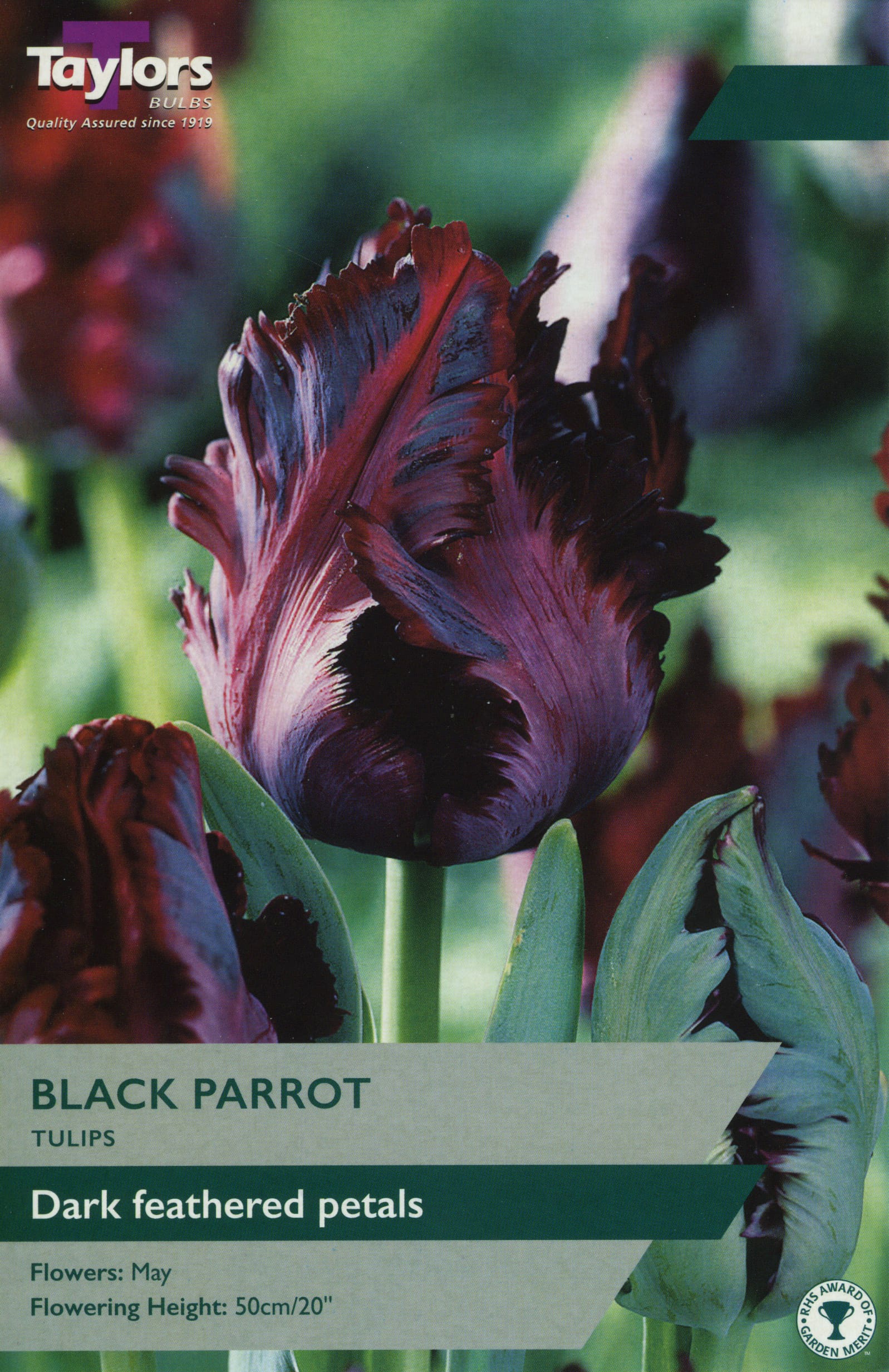 Taylors Taylors Tulips Taylors Bulbs Tulip Black Parrot 7 pack