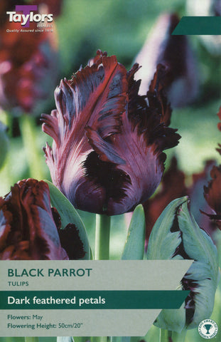 Taylors Taylors Tulips Taylors Bulbs Tulip Black Parrot 7 pack