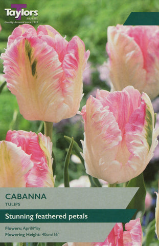 Taylors Taylors Tulips Taylors Bulbs Tulip Cabanna 5 pack