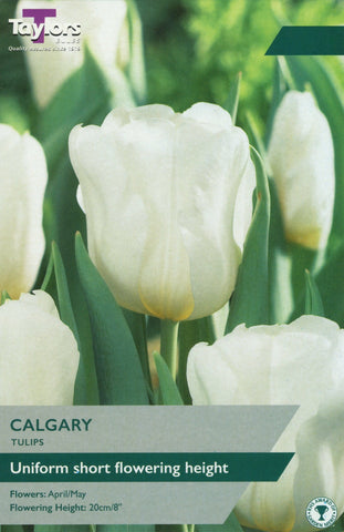 Taylors Flower Bulbs Taylors Bulbs Tulip Calgary 6 pack