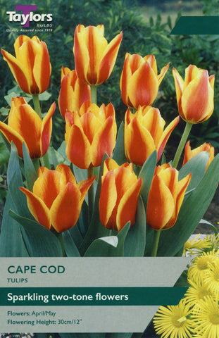 Taylors Taylors Tulips Taylors Bulbs Tulip Cape Cod 7 pack