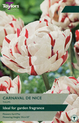 Taylors Taylors Tulips Taylors Bulbs Tulip Carnival De Nice 5 pack