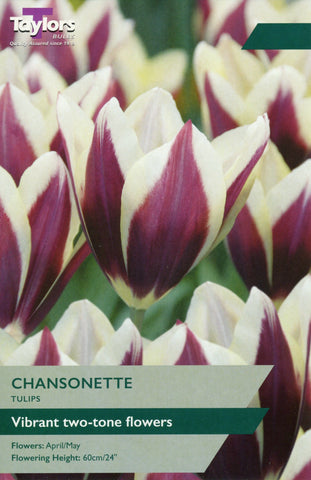 Taylors Taylors Tulips Taylors Bulbs Tulip Chansonette 6 pack