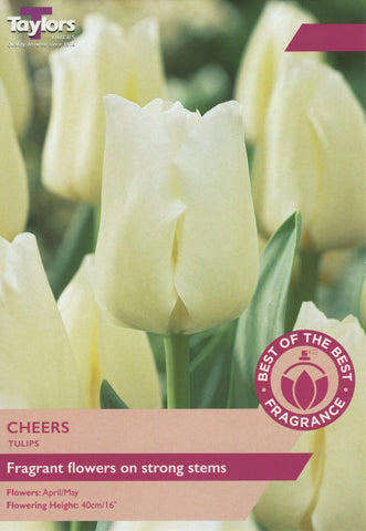 Taylors Flower Bulbs Taylors Bulbs Tulip Cheers 12 pack
