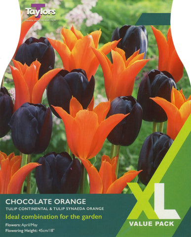 Taylors Taylors Tulips Taylors Bulbs Tulip Chocolate Orange 15 pack