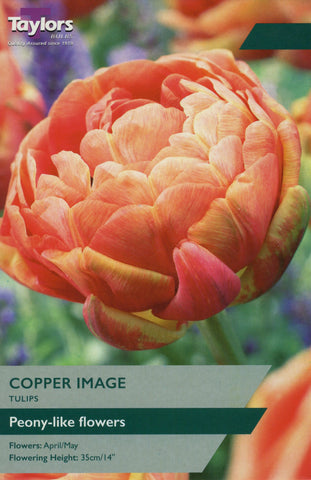 Taylors Flower Bulbs Taylors Bulbs Tulip Copper Image 6 pack