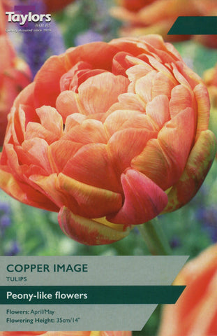 Taylors Flower Bulbs Taylors Bulbs Tulip Copper Image 6 pack