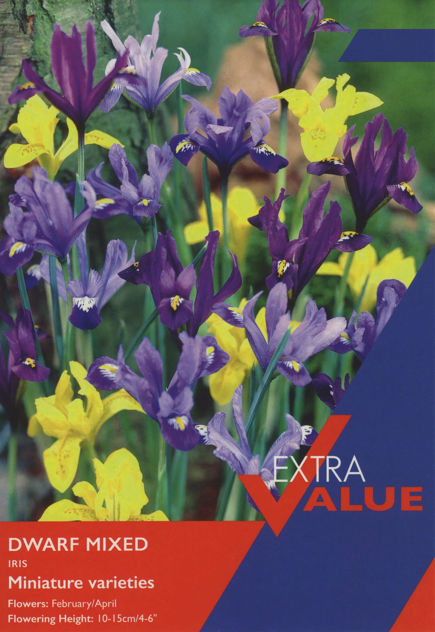Taylors Taylors Tulips Taylors Bulbs Tulip Dwarf mixed 20 pack