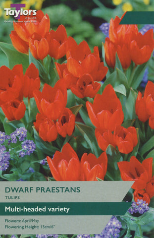 Taylors Taylors Tulips Taylors Bulbs Tulip Dwarf Praestans 12 pack
