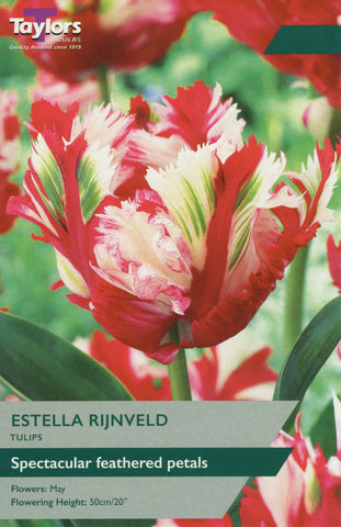 Taylors Taylors Tulips Taylors Bulbs Tulip Estella Rijnveld 6 pack