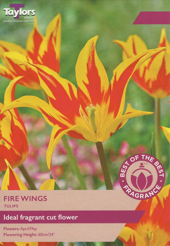 Taylors Flower Bulbs Taylors Bulbs Tulip Fire Wings 10 pack
