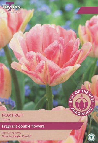 Taylors Flower Bulbs Taylors Bulbs Tulip Foxtrot 12 pack