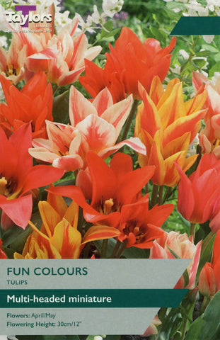 Taylors Taylors Tulips Taylors Bulbs Tulip Fun Colours 9 pack