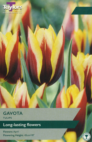 Taylors Taylors Tulips Taylors Bulbs Tulip Gavota 7 pack