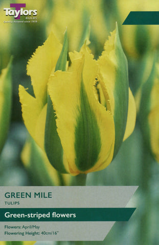 Taylors Taylors Tulips Taylors Bulbs Tulip Green Mile 8 pack