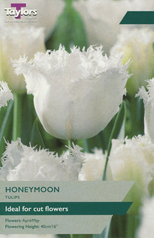 Taylors Taylors Tulips Taylors Bulbs Tulip Honeymoon 6 pack