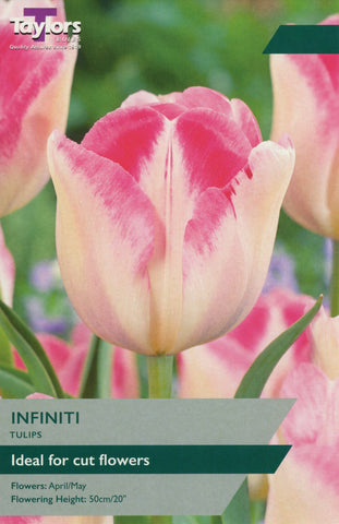 Taylors Flower Bulbs Taylors Bulbs Tulip Infinit 8 pack