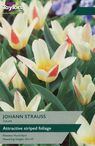Taylors Taylors Tulips Taylors Bulbs Tulip Johann Strauss 9 pack