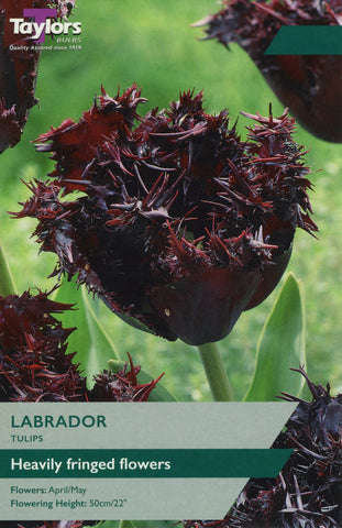 Taylors Taylors Tulips Taylors Bulbs Tulip Labrador 7 pack