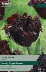 Taylors Taylors Tulips Taylors Bulbs Tulip Labrador 7 pack