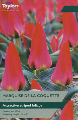 Taylors Taylors Tulips Taylors Bulbs Tulip Marquise De La Coquette 9 pack