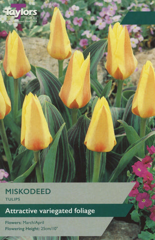 Taylors Taylors Tulips Taylors Bulbs Tulip Miskodeed 7 pack