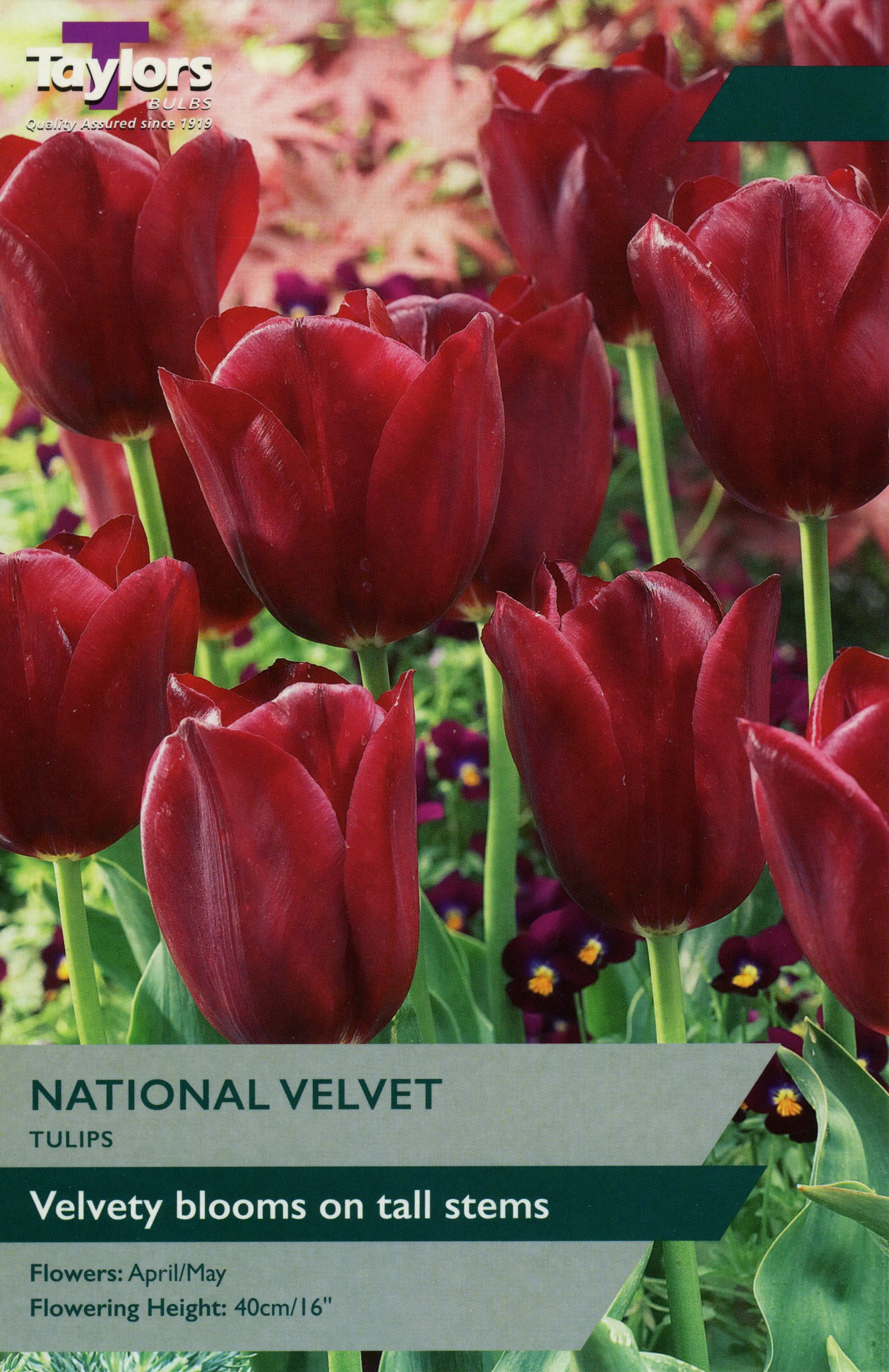 Taylors Taylors Tulips Taylors Bulbs Tulip National Velvet 7 pack