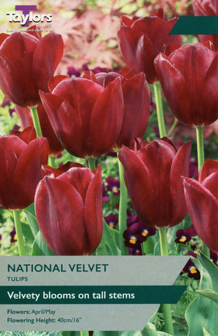 Taylors Taylors Tulips Taylors Bulbs Tulip National Velvet 7 pack