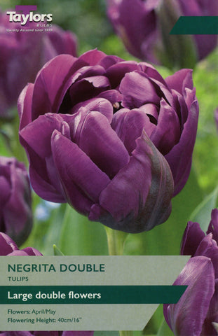 Taylors Taylors Tulips Taylors Bulbs Tulip Negrita Double 6 pack