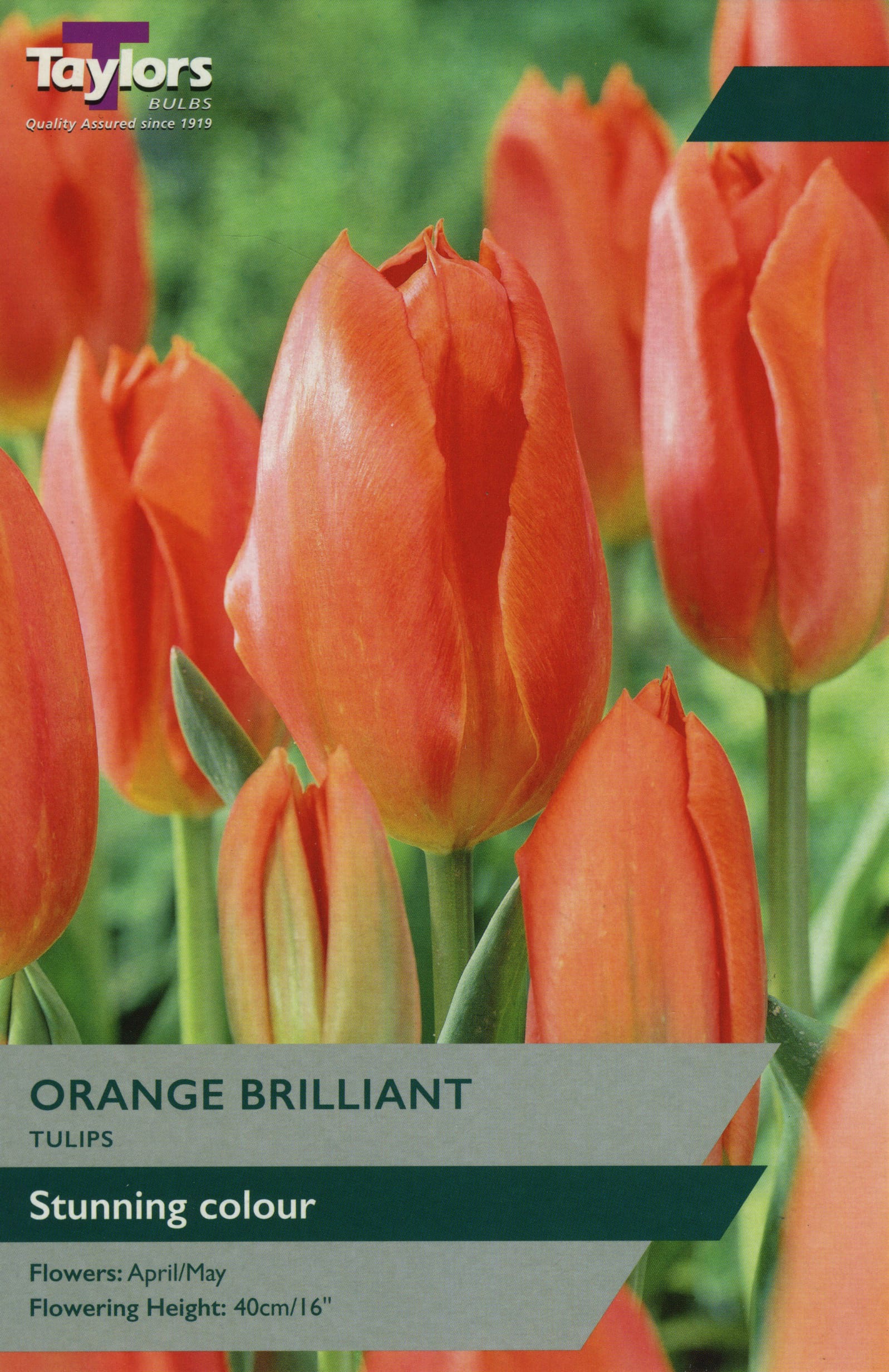 Taylors Taylors Tulips Taylors Bulbs Tulip Orange Brilliant 8 pack