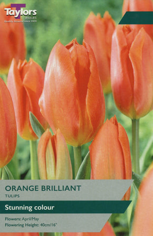 Taylors Taylors Tulips Taylors Bulbs Tulip Orange Brilliant 8 pack
