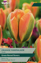 Taylors Taylors Tulips Taylors Bulbs Tulip Orange Marmalade 7 pack