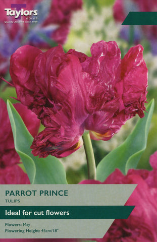 Taylors Taylors Tulips Taylors Bulbs Tulip Parrot Prince 6 pack