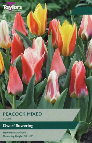 Taylors Taylors Tulips Taylors Bulbs Tulip Peacock mixed 10 pack