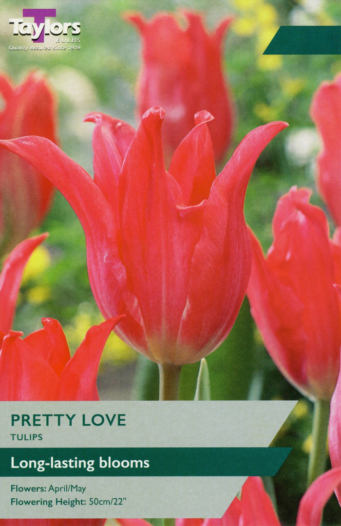 Taylors Bulbs Tulip Pretty Love 8 pack Trowell Garden Centre