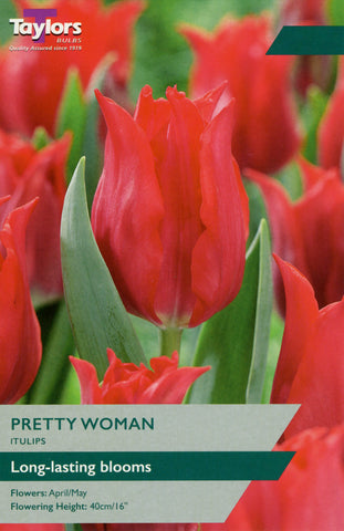 Taylors Taylors Tulips Taylors Bulbs Tulip Pretty Woman 8 pack