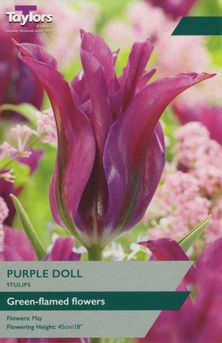Taylors Taylors Tulips Taylors Bulbs Tulip Purple Doll 9 pack