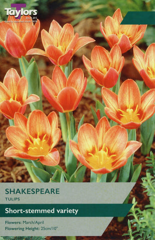 Taylors Taylors Tulips Taylors Bulbs Tulip Shakespeare 8 pack