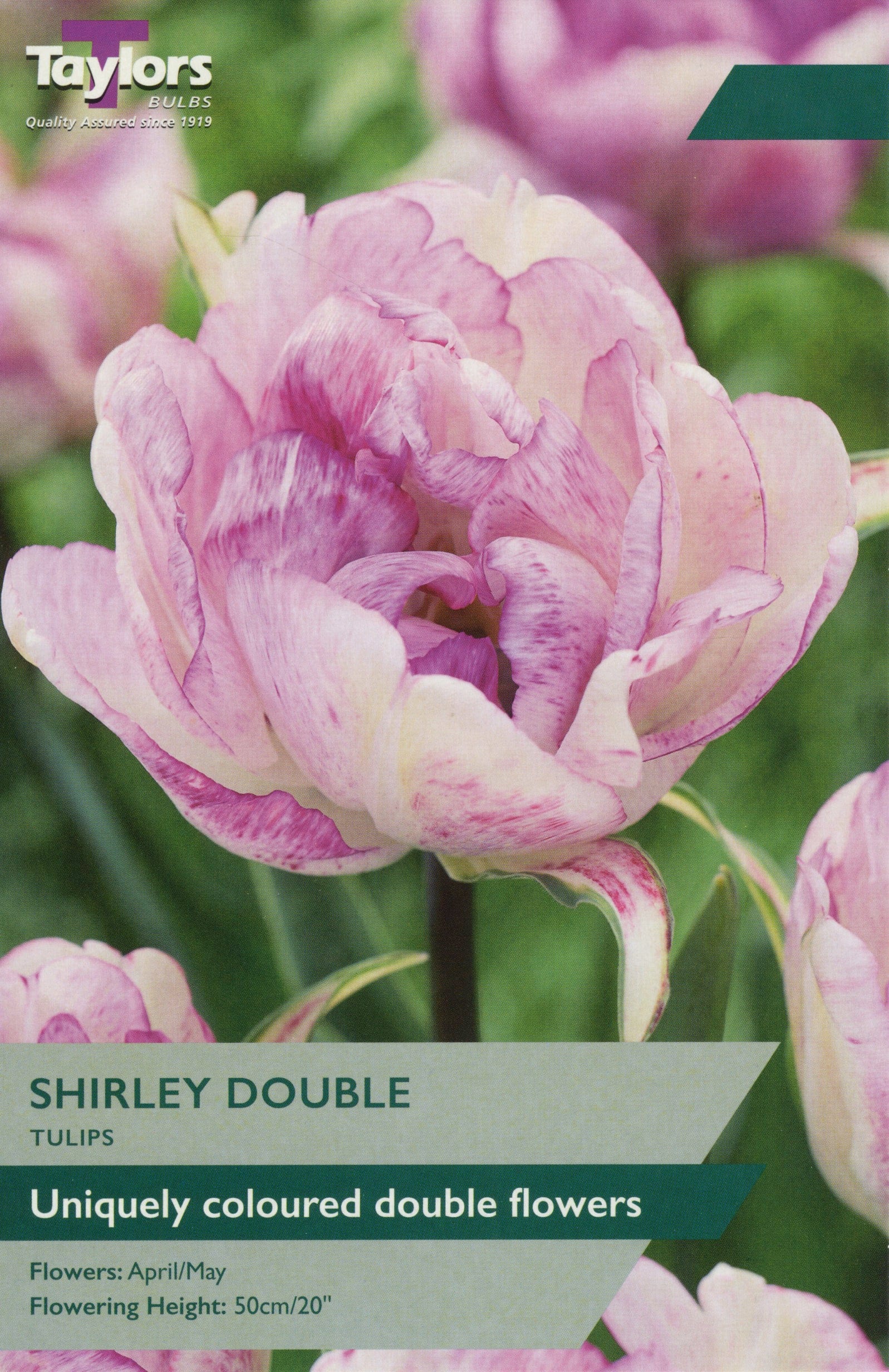 Taylors Taylors Tulips Taylors Bulbs Tulip Shirley Double 6 pack