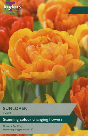 Taylors Taylors Tulips Taylors Bulbs Tulip Sunlover 8 pack