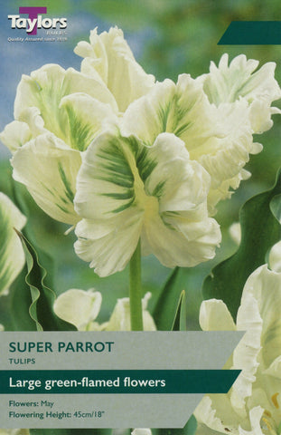 Taylors Taylors Tulips Taylors Bulbs Tulip Super Parrot 6 pack