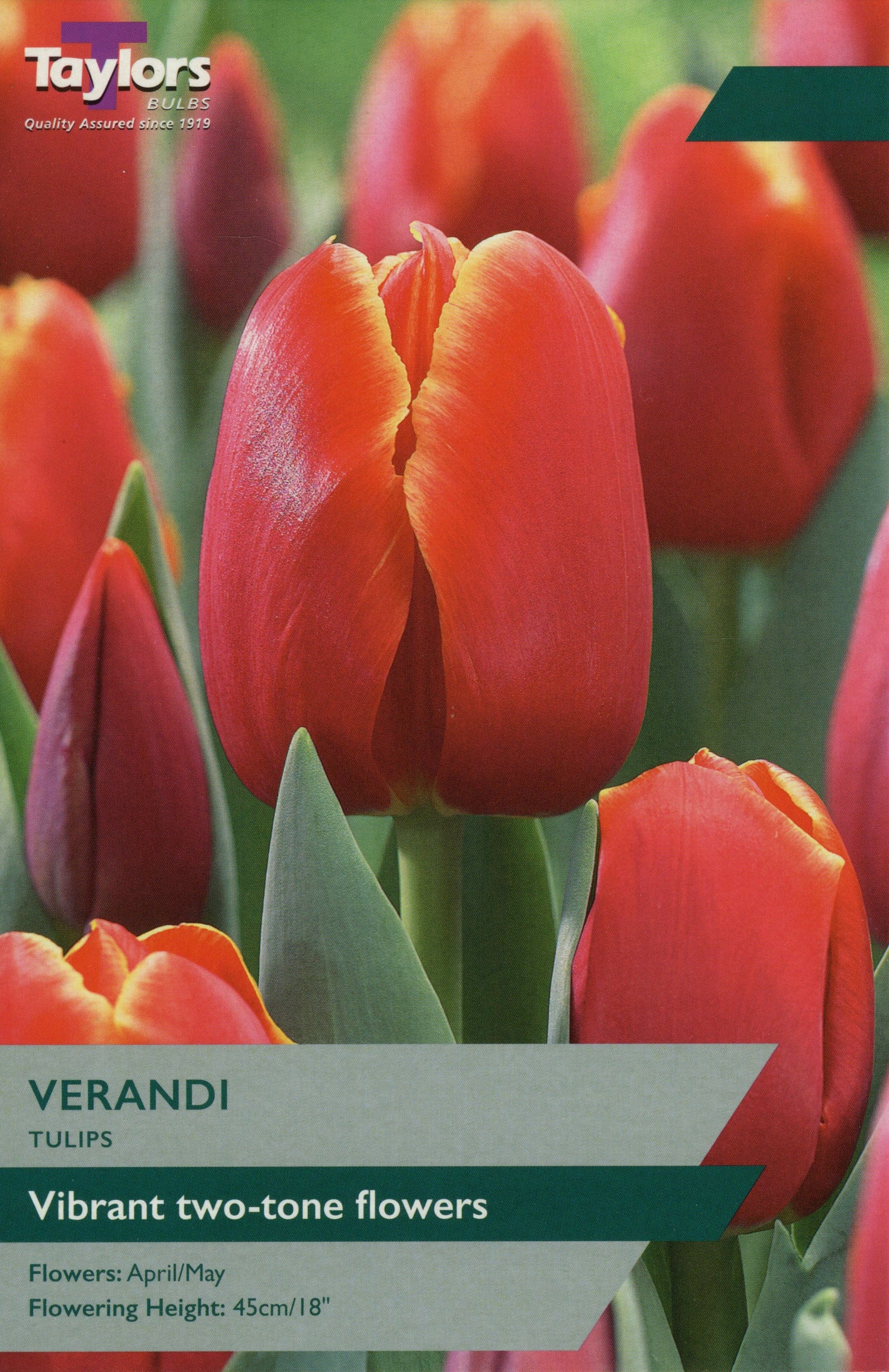 Taylors Taylors Tulips Taylors Bulbs Tulip Verandi 8 pack